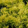 Ienupar orizontal Limeglow