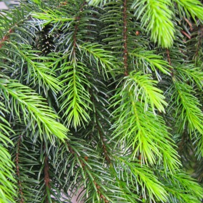 Molid sarbesc pendular