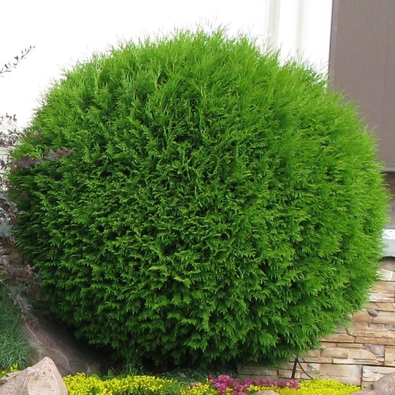 Tuia occidentala Globulara