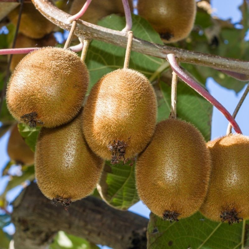 Kiwi cu puf Actinidia deliciosa