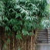 Bambus Sageata
