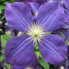 Clematita Jackmanii