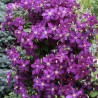 Clematita Jackmanii