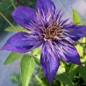 Clematita Multi Blue