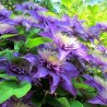 Clematita Multi Blue