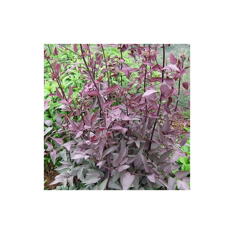 Clematita Velvet Night