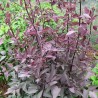 Clematita Velvet Night
