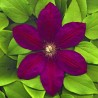 Clematita Rouge Cardinal