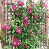 Clematita Rouge Cardinal