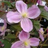 Clematita Tetrarose