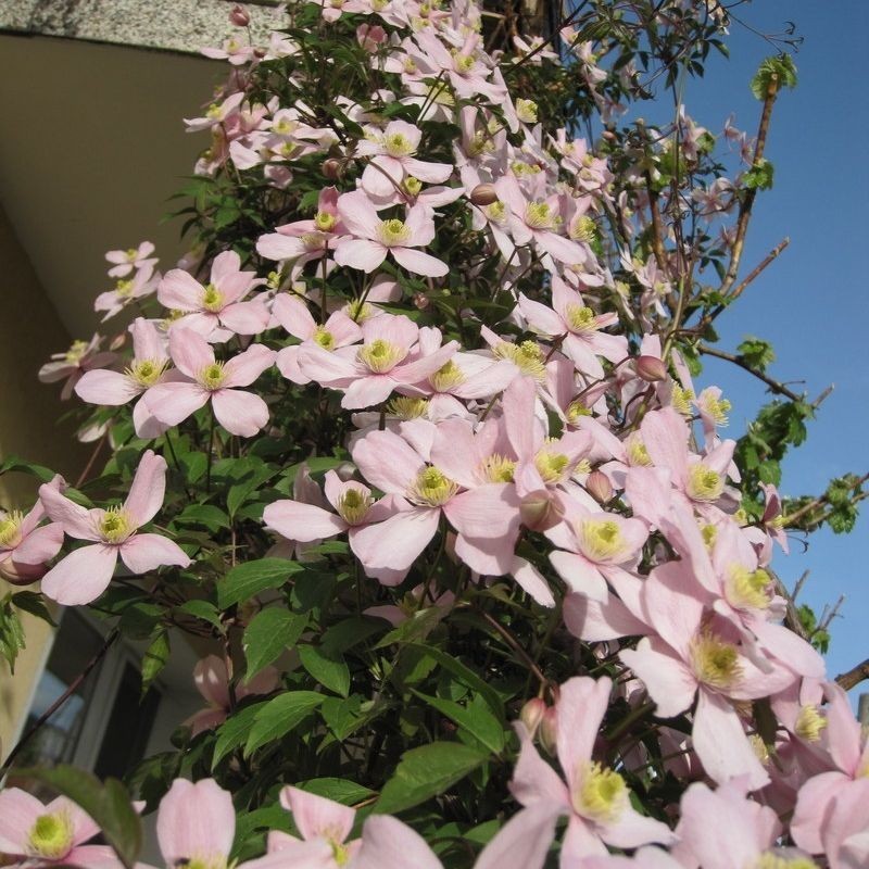 Clematita Tetrarose