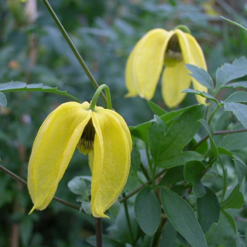 Clematita tibetana Tangutica