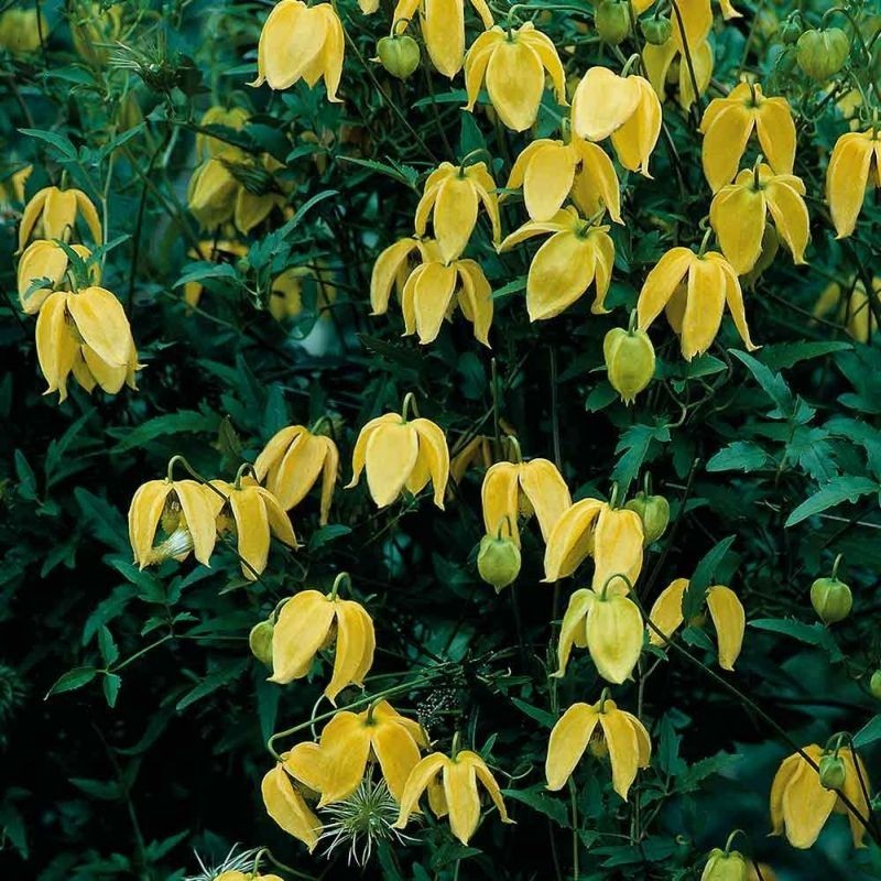 Clematita tibetana Tangutica