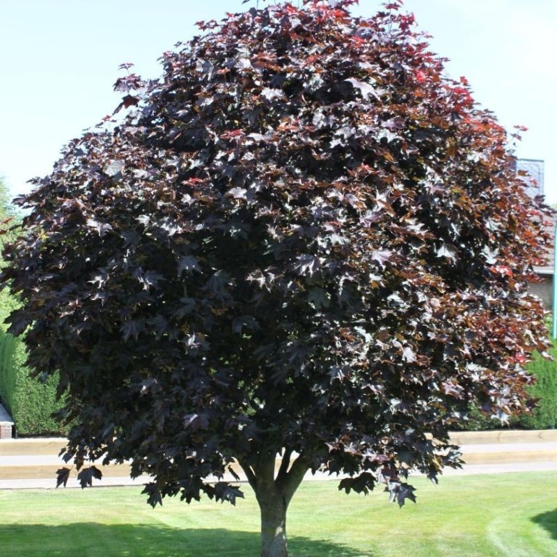 Artar Faassens Black