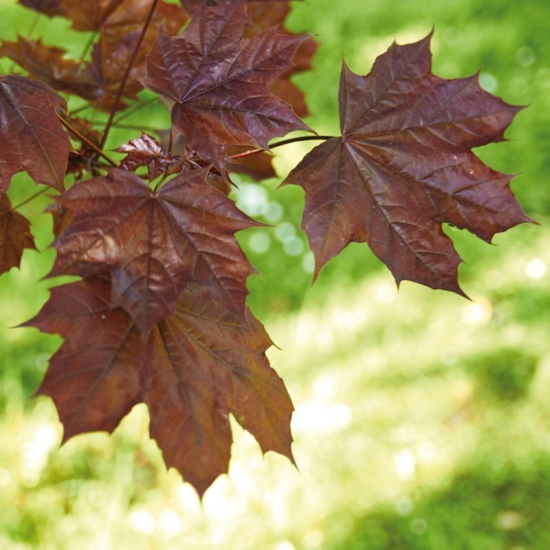 Artar Faassens Black