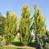 Ulm olandez Wredei