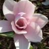 Magnolia Heaven Scent