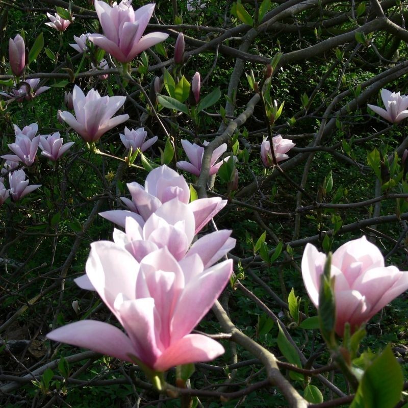 Magnolia Heaven Scent