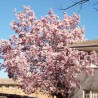 Magnolia Heaven Scent