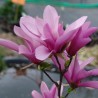 Magnolia Jane