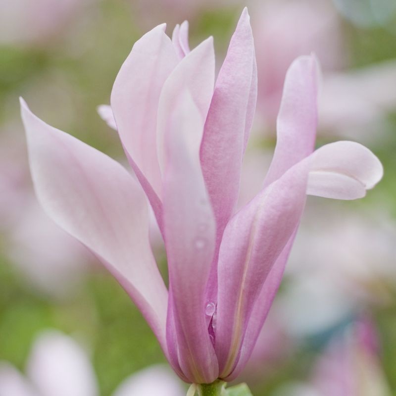 Magnolia Ricki