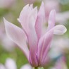 Magnolia Ricki