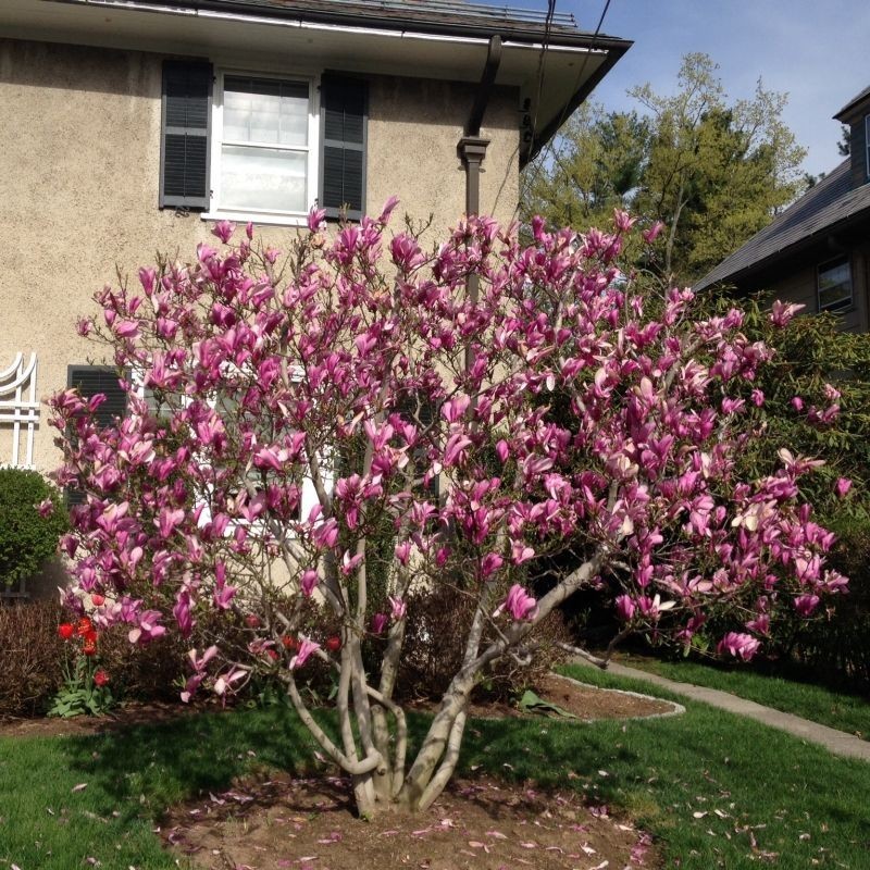 Magnolia Ricki