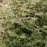 Artar Japonez Butterfly