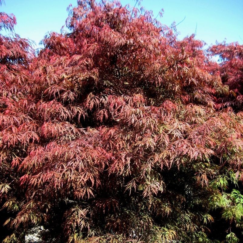 Artar Japonez Crimson Princess