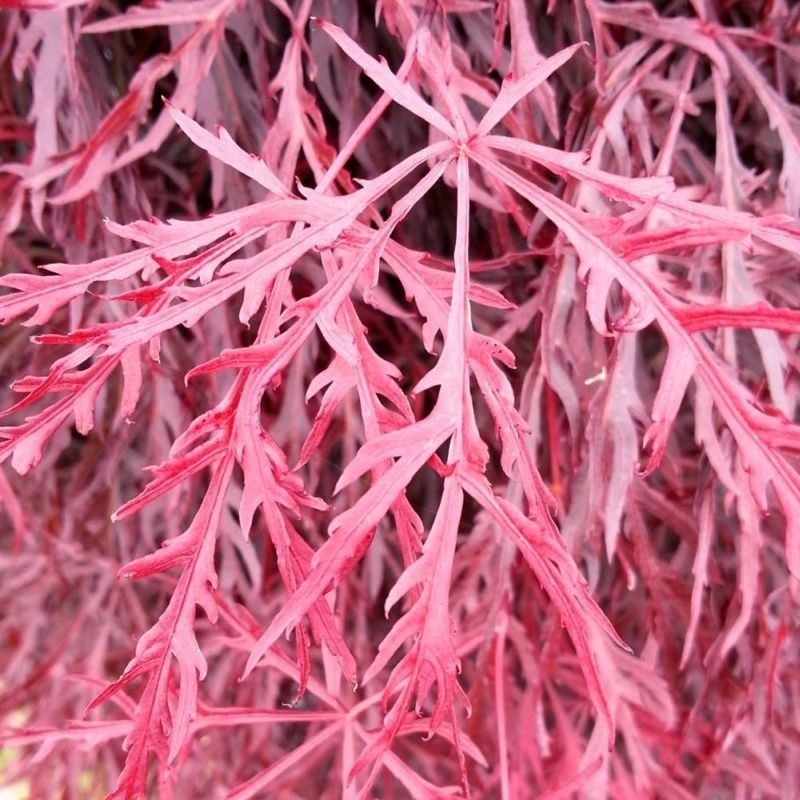 Artar Japonez Crimson Queen