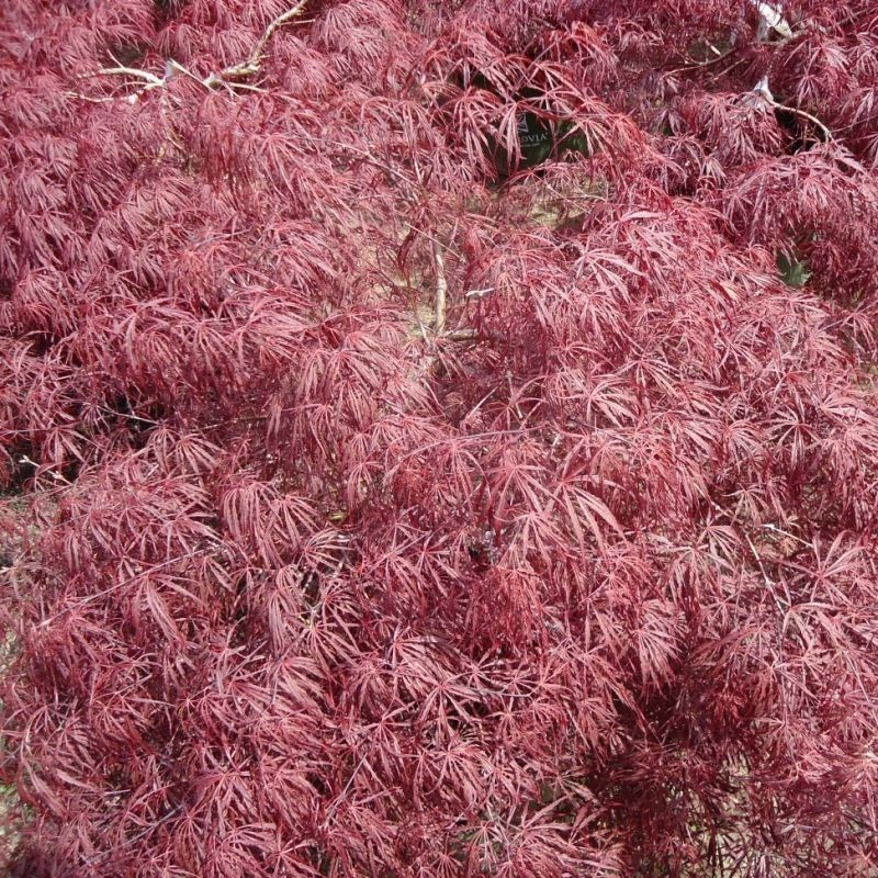 Artar Japonez Crimson Queen