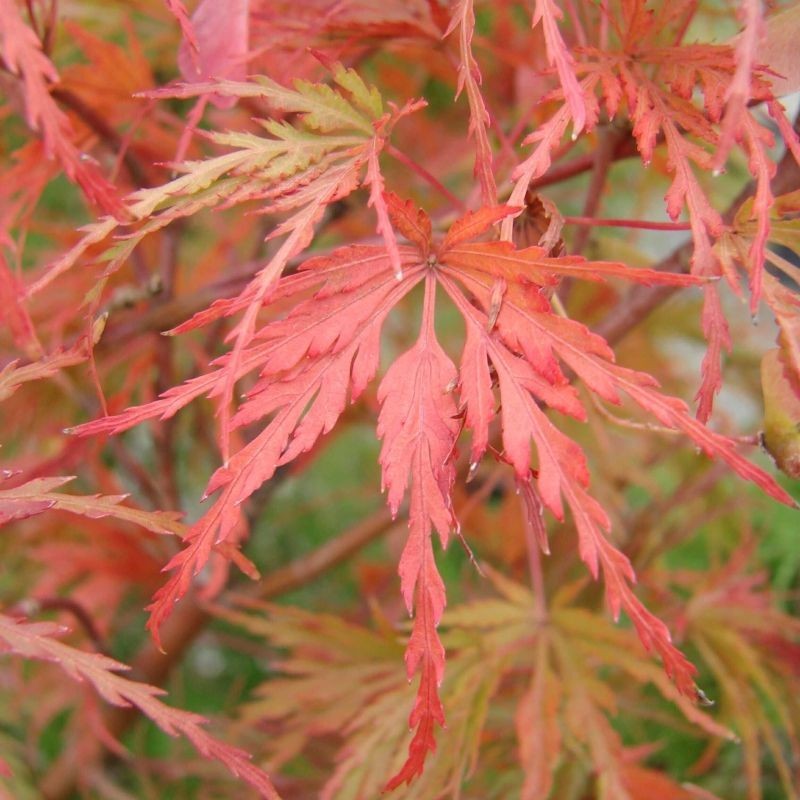 Artar Japonez Seiryu