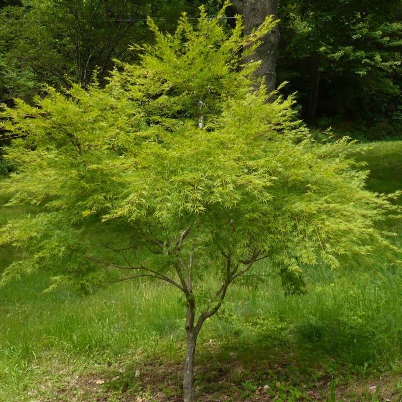 Artar Japonez Seiryu