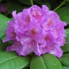 Azalee (Rhododendron) catawbiense Grandiflorum