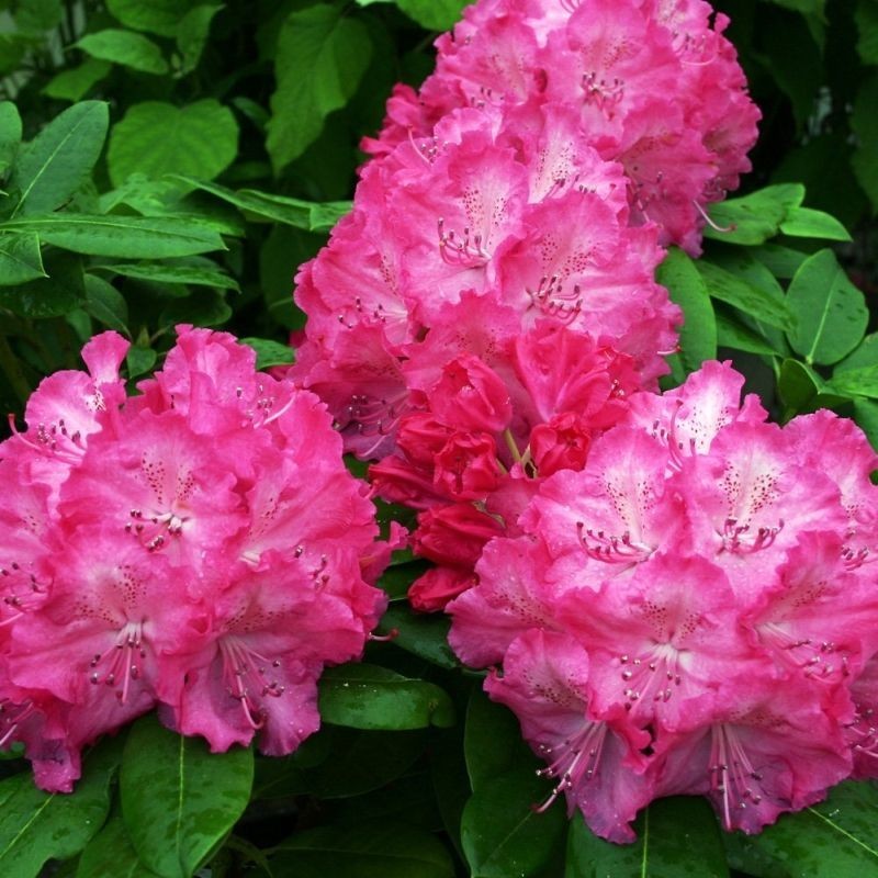 Azalee (Rhododendron) Germania