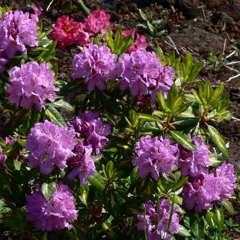 Azalee (Rhododendron) Goldflimmer