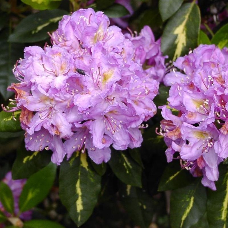 Azalee (Rhododendron) Goldflimmer