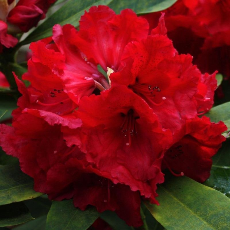 Azalee (Rhododendron) Red Jack