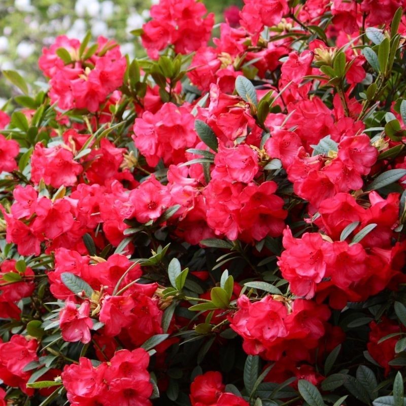 Azalee (Rhododendron) Red Jack