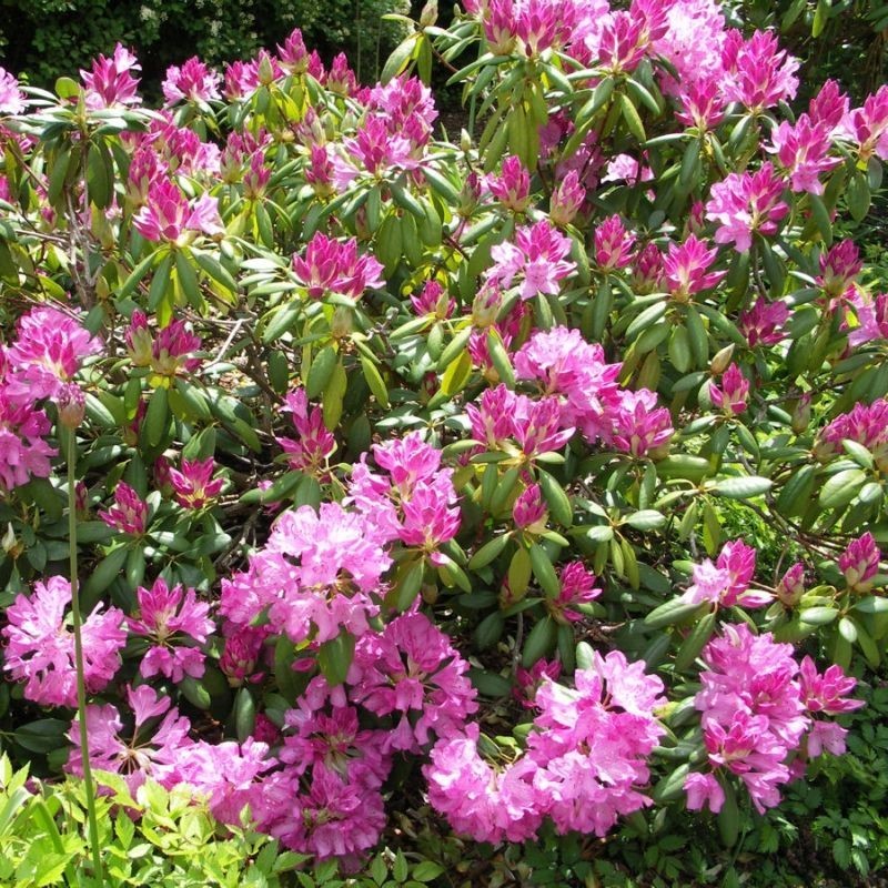 Azalee (Rhododendron) Roseum Elegans