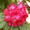 Azalee (Rhododendron) Wilgens Ruby