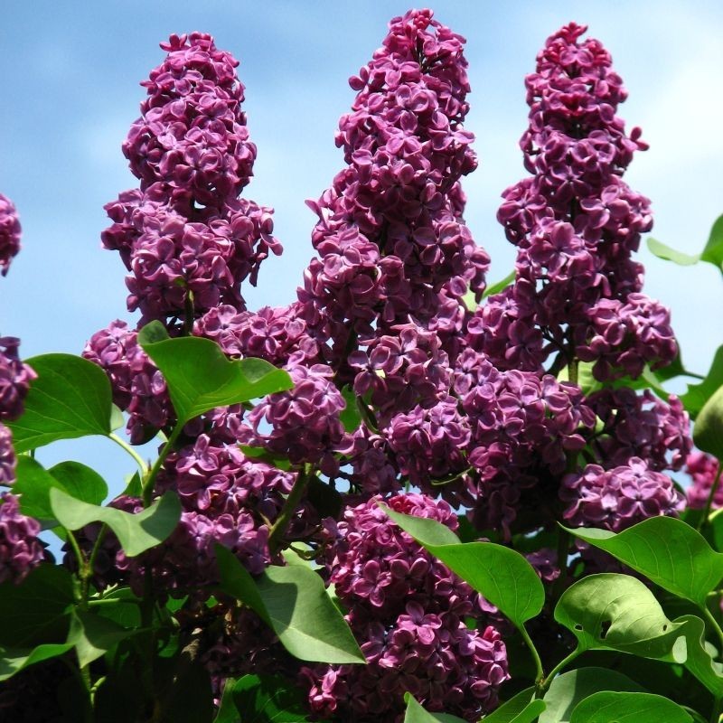 Liliac Andenken and Ludvig Spaeth