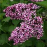 Liliac Sensation