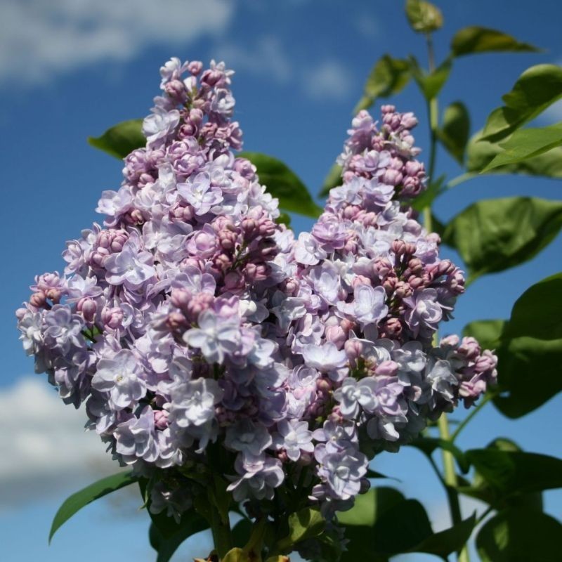 Liliac Michel Buchner
