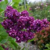 Liliac Charles Joly