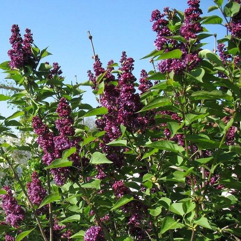 Liliac Charles Joly