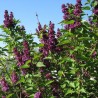 Liliac Charles Joly