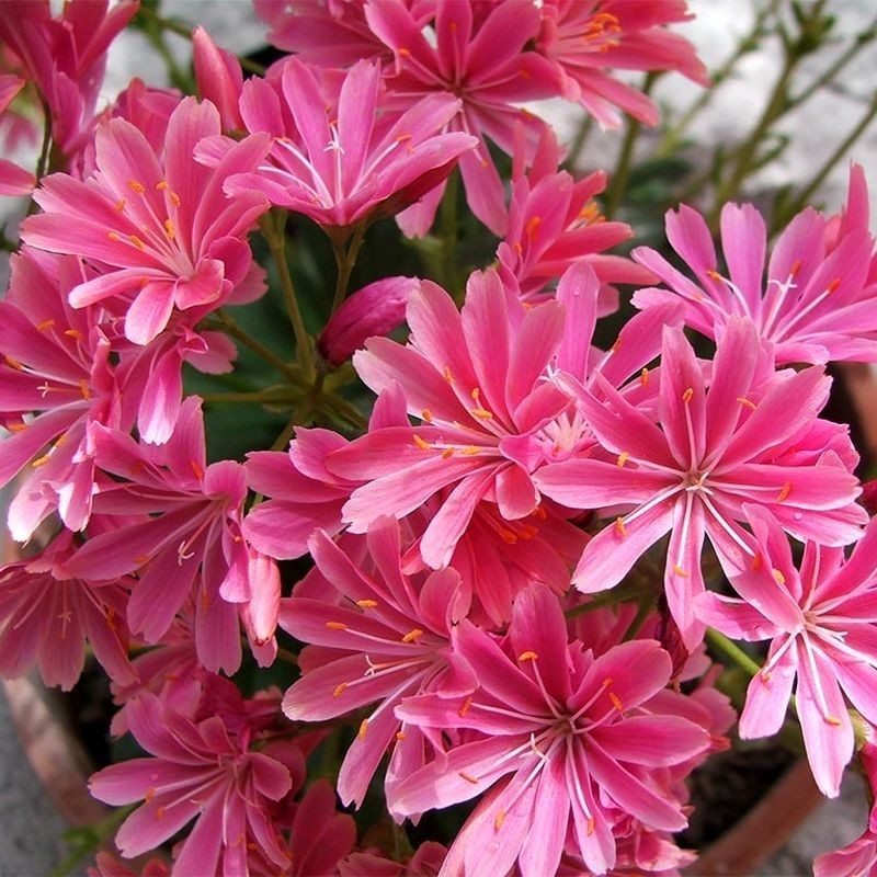 Lewisia Sunset Hybrids