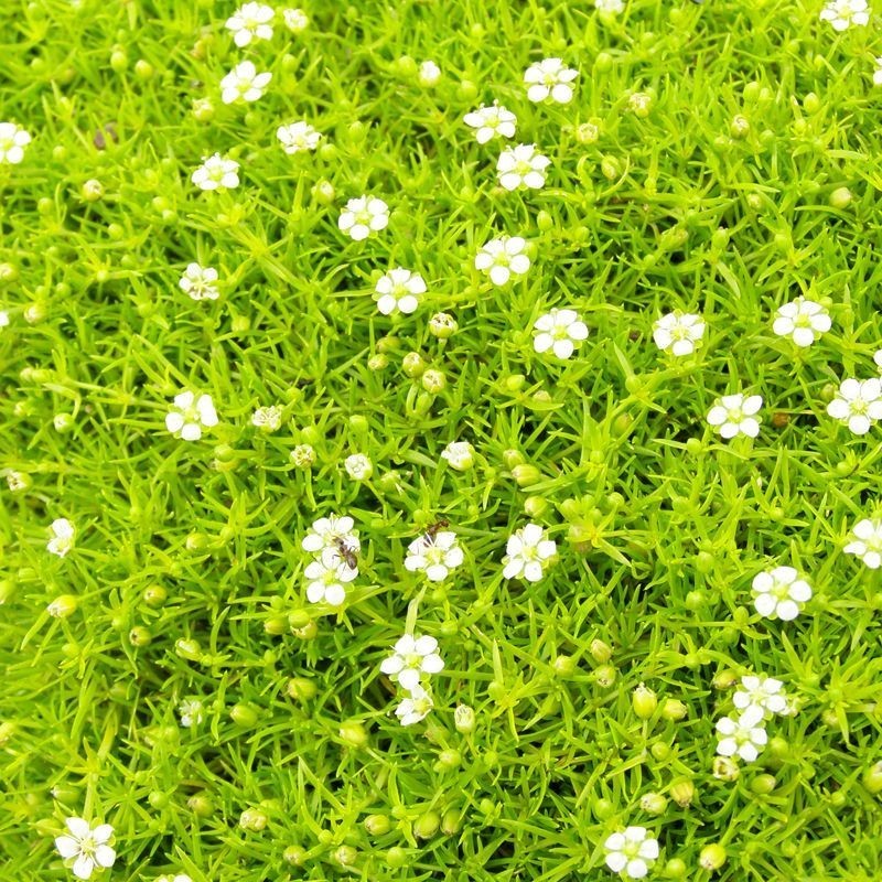 Sagina subulata Aurea