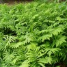 Feriga Onoclea sensibilis